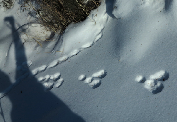 Snowshoe hair tracks and shadow.