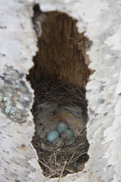 Three of the four light-light blue eggs in a rotting birch tree.