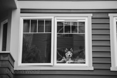 Dog watches world.